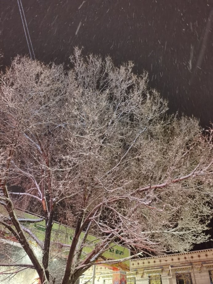 1689932485668503.jpg 墨竹的雪