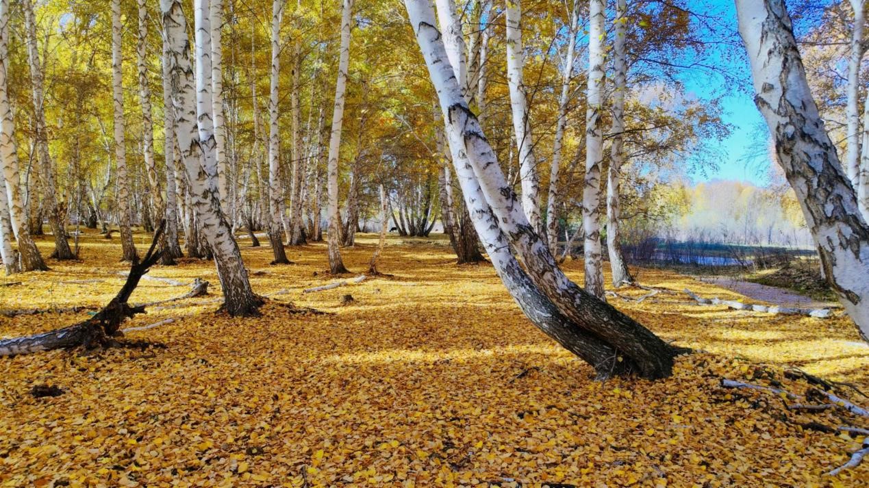 1728444979767758.jpg 白桦林.jpg