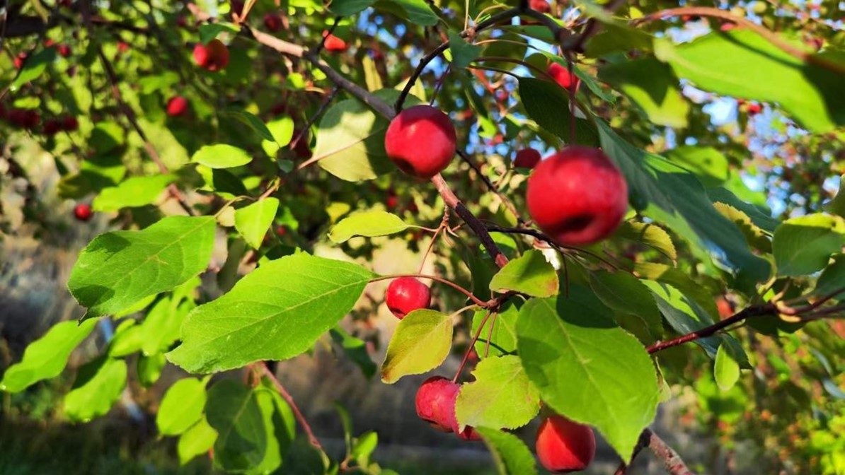 1728445251270018.jpg 食堂门口的海棠.jpg