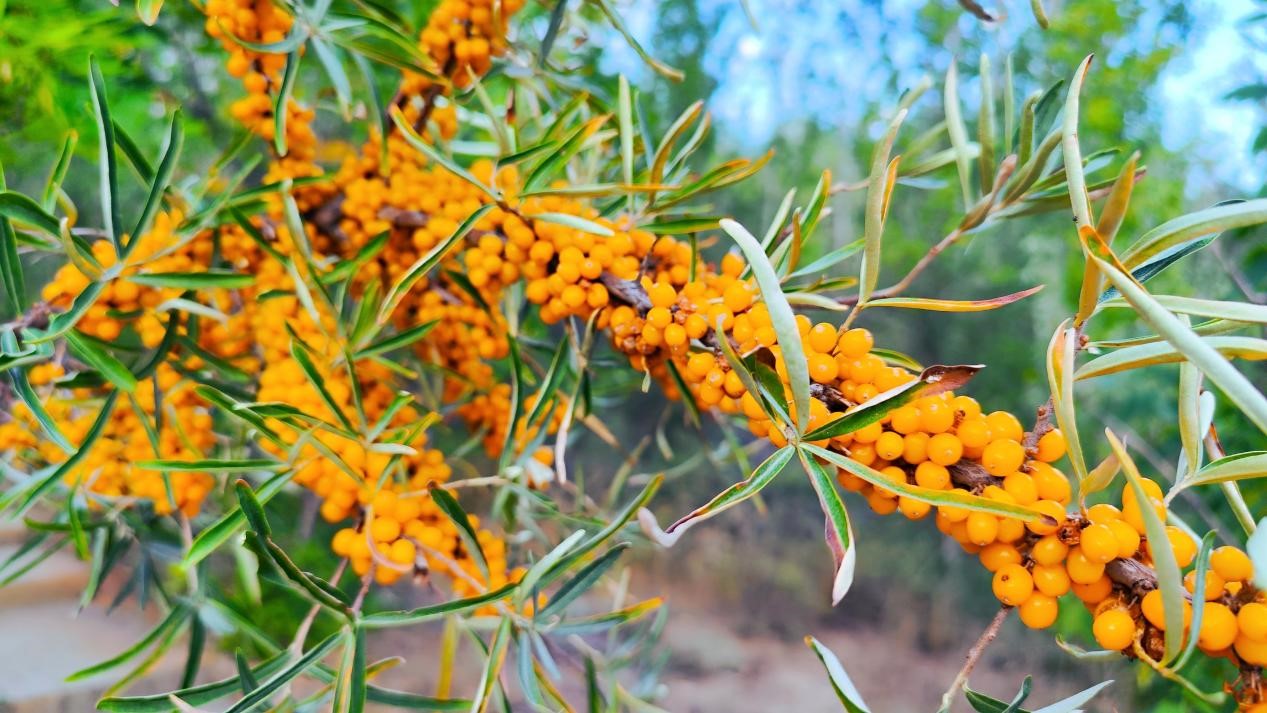 1728445268609350.jpg 桦树林中的沙棘.jpg